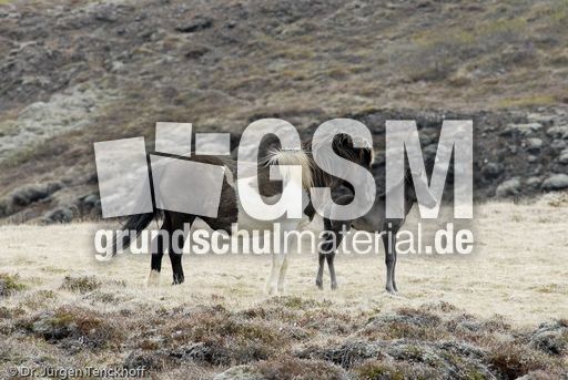 Islandpferde (18 von 50).jpg